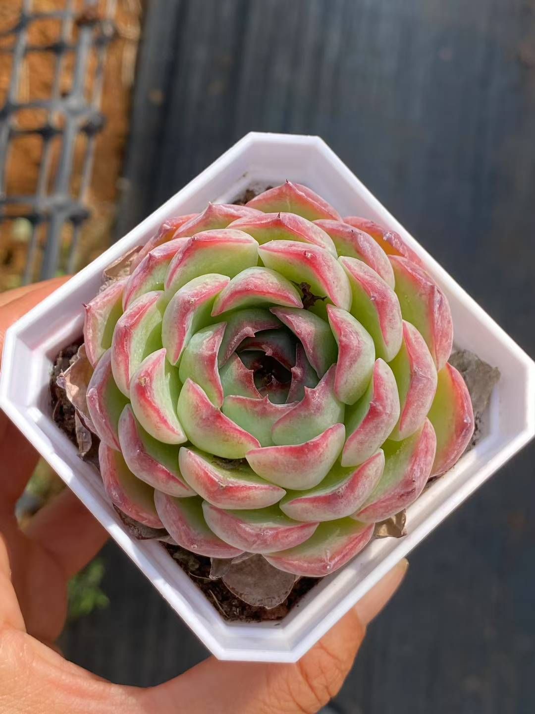 シ*ー様 D401　ピンクウィッチ　抜き苗　24株　多肉植物 エケベリア 韓国苗 シ*ー様 D401 ピンクウィッチ 抜き苗 24株 多肉植物 エケベリア