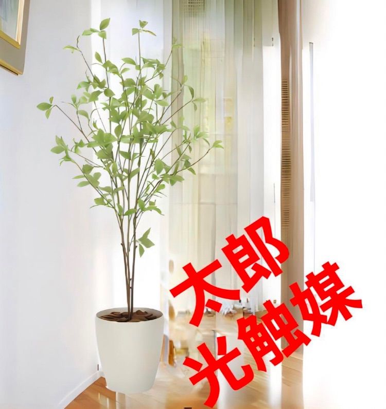 有馬和博 植木鉢 作家鉢 美中古 グラキリス 塊根植物