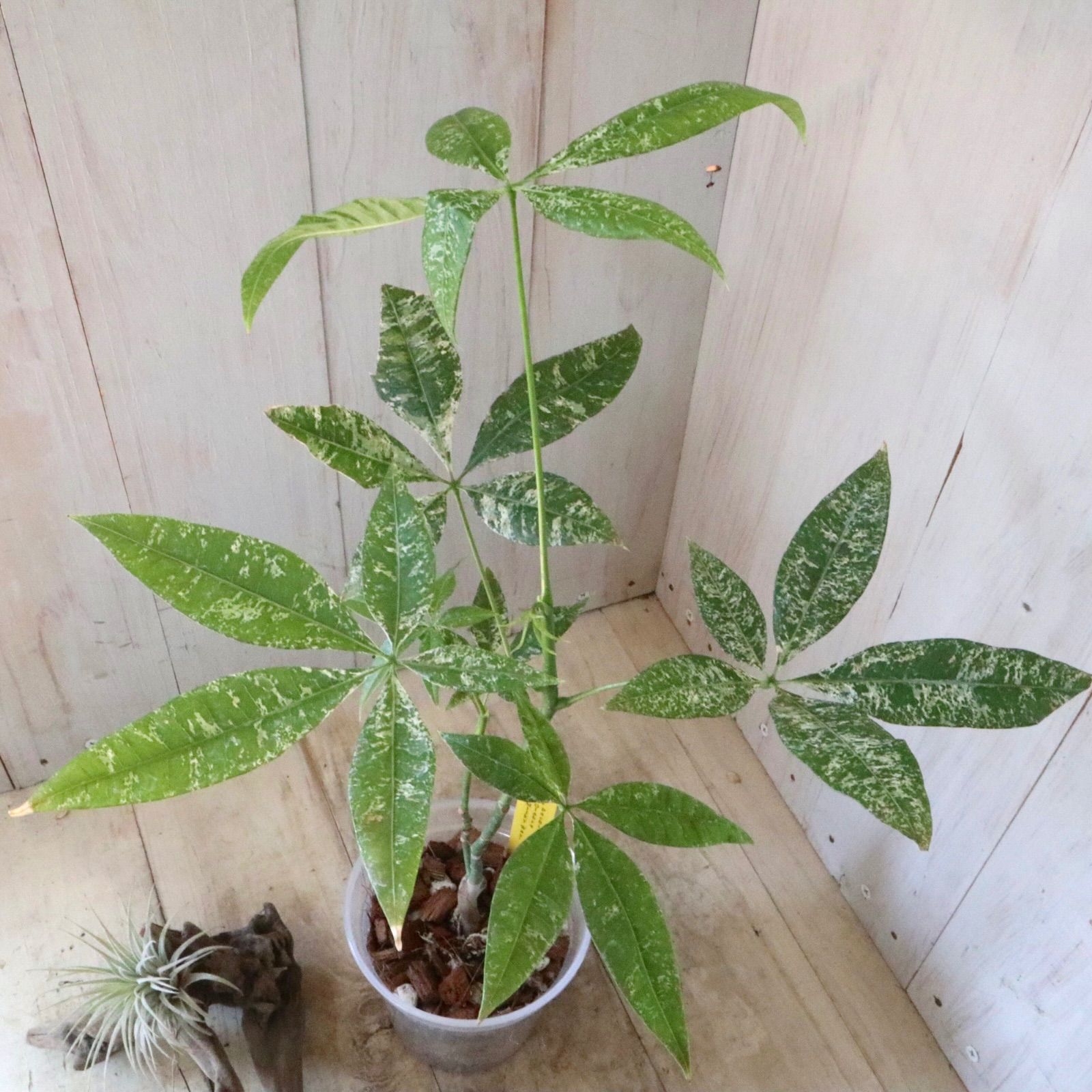 観葉植物 パキラ ミルキーウェイ 実生 希少