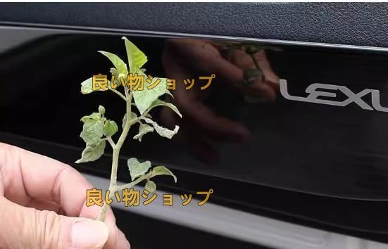 ドアトリムカバー