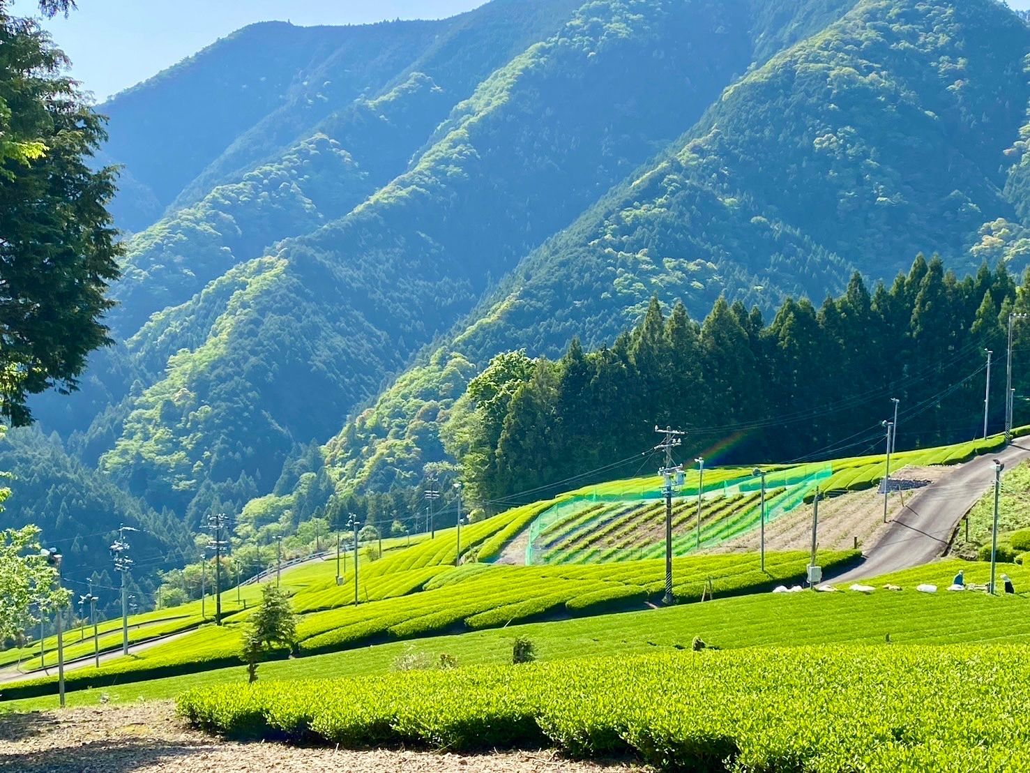 wakachan0513様　静岡新茶　川根茶 手摘み特上茶　低農薬 茶農家 wakachan0513様 静岡新茶 川根茶 手摘み特上茶 低農薬 茶農家