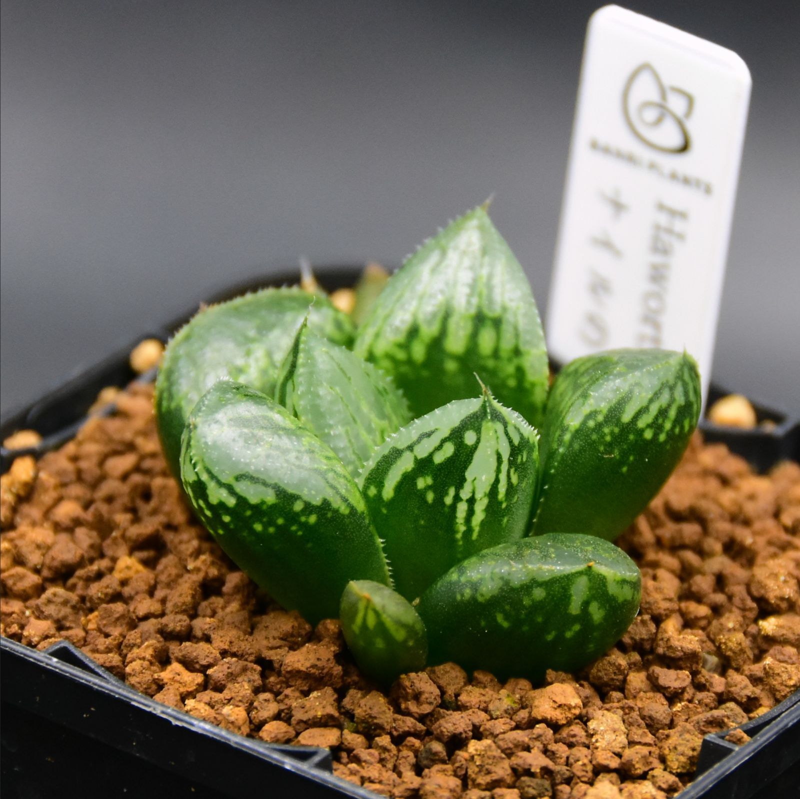 ナイルの一滴 実生 透明選抜 S1-3 現物 多肉植物 ハオルチア アロエ