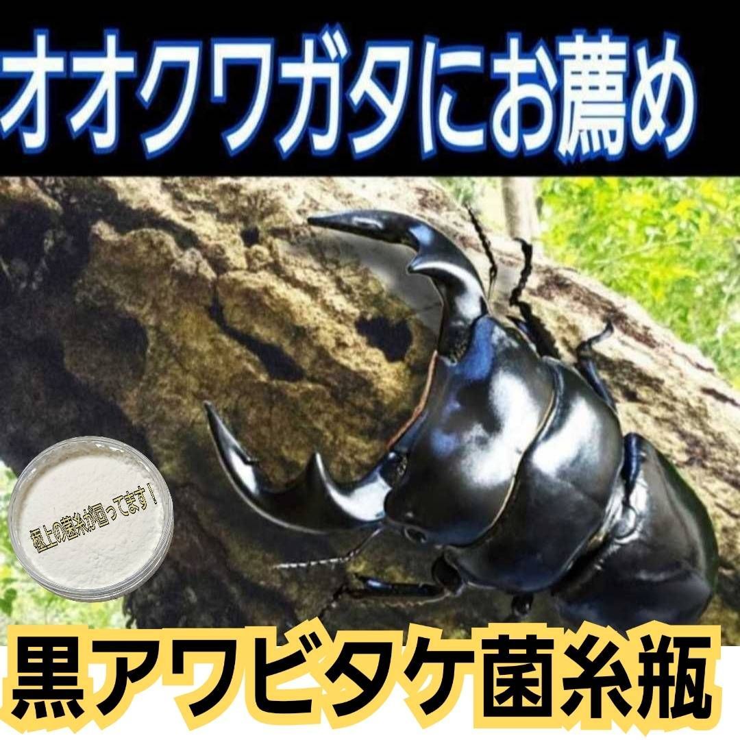 ニジイロクワガタに抜群！黒アワビタケ菌糸瓶【8本】トレハロース強化配合！ 黒アワビタケ菌糸瓶6本☆ニジイロクワガタに抜群！オオクワの初