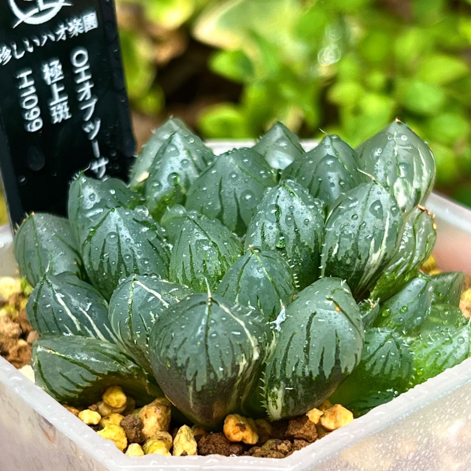 在庫セール OHオブツーサ錦 ハオルチア 観葉植物 62 くい