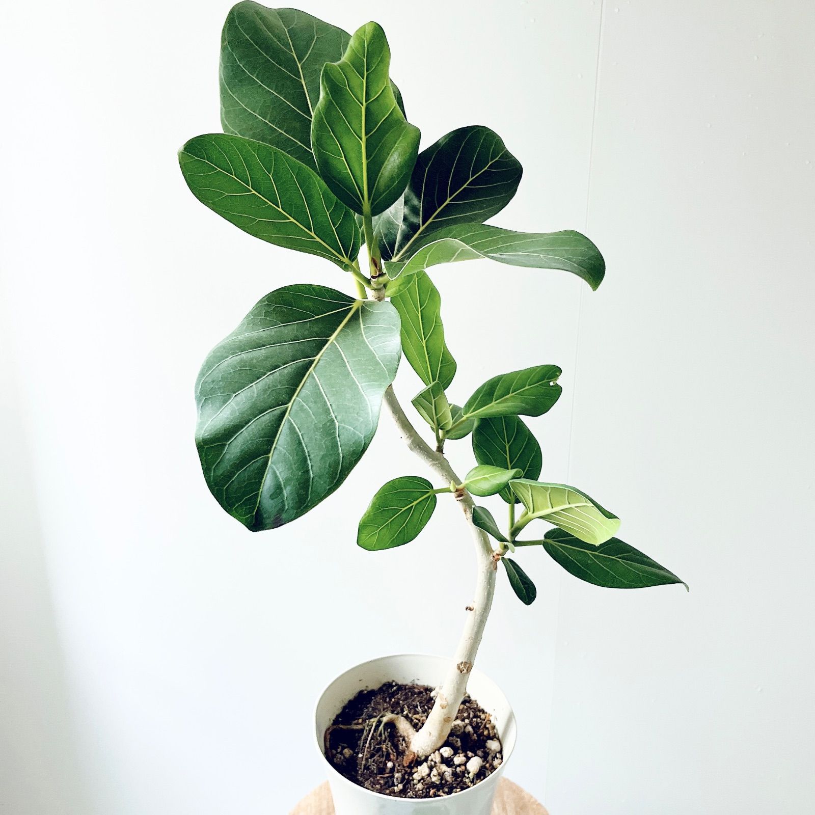 フィカス ベンガレンシス｜曲がり｜美樹形 一点もの calm cafe