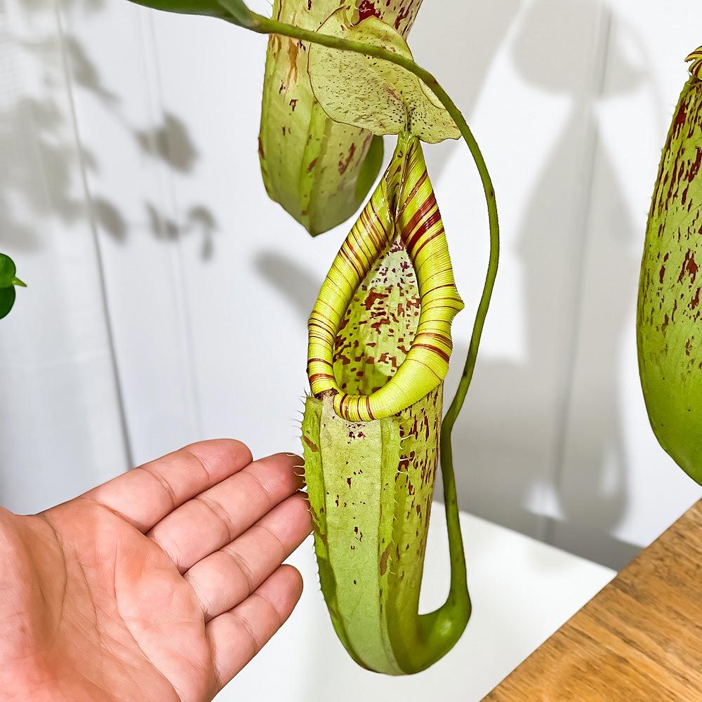 PLANCHU 食虫植物 ネペンテス ダイエリアナ 5号吊り鉢 育て方