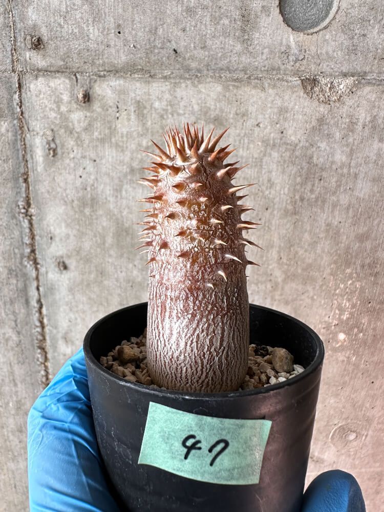 現品限り】パキポディウム・デンシフローラム【A47】 Pachypodium