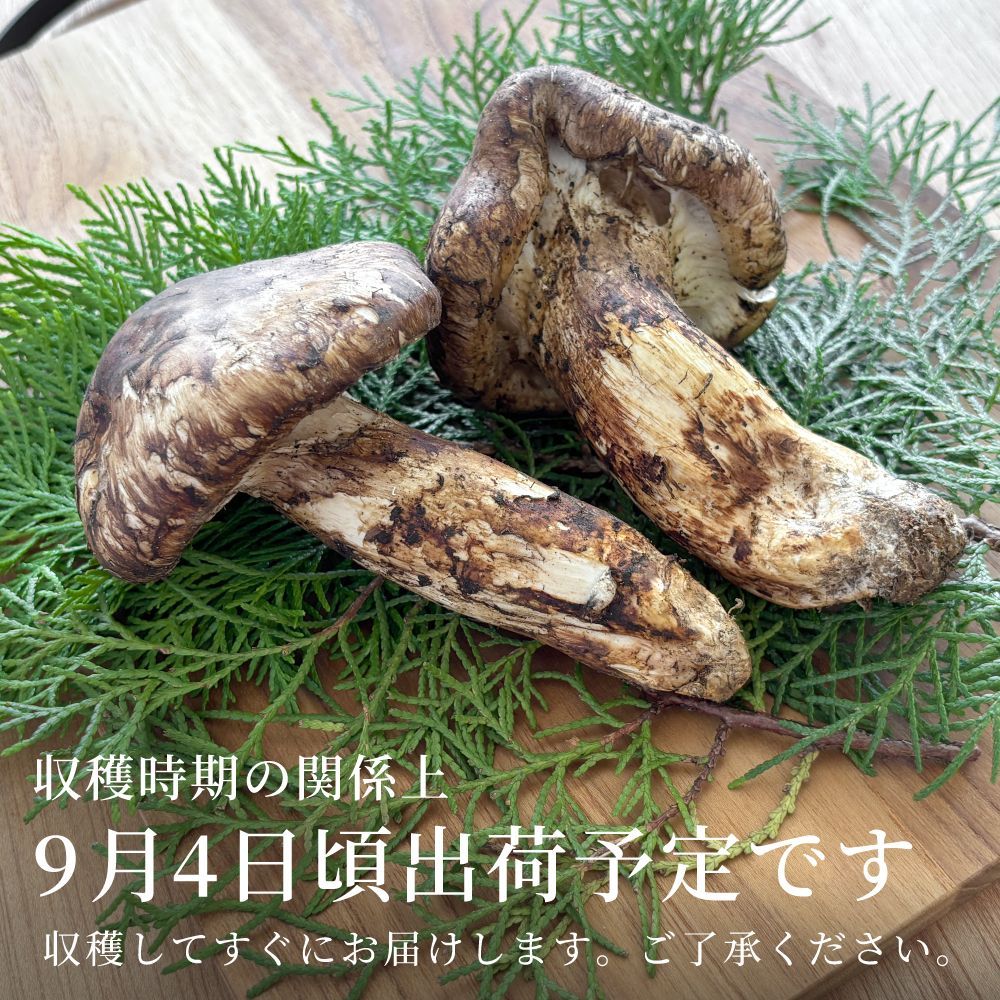 フレッシュ松茸・宝もっちり 生松茸 開き 半開き ミックス 生鮮松茸 500g ホール フレッシュ