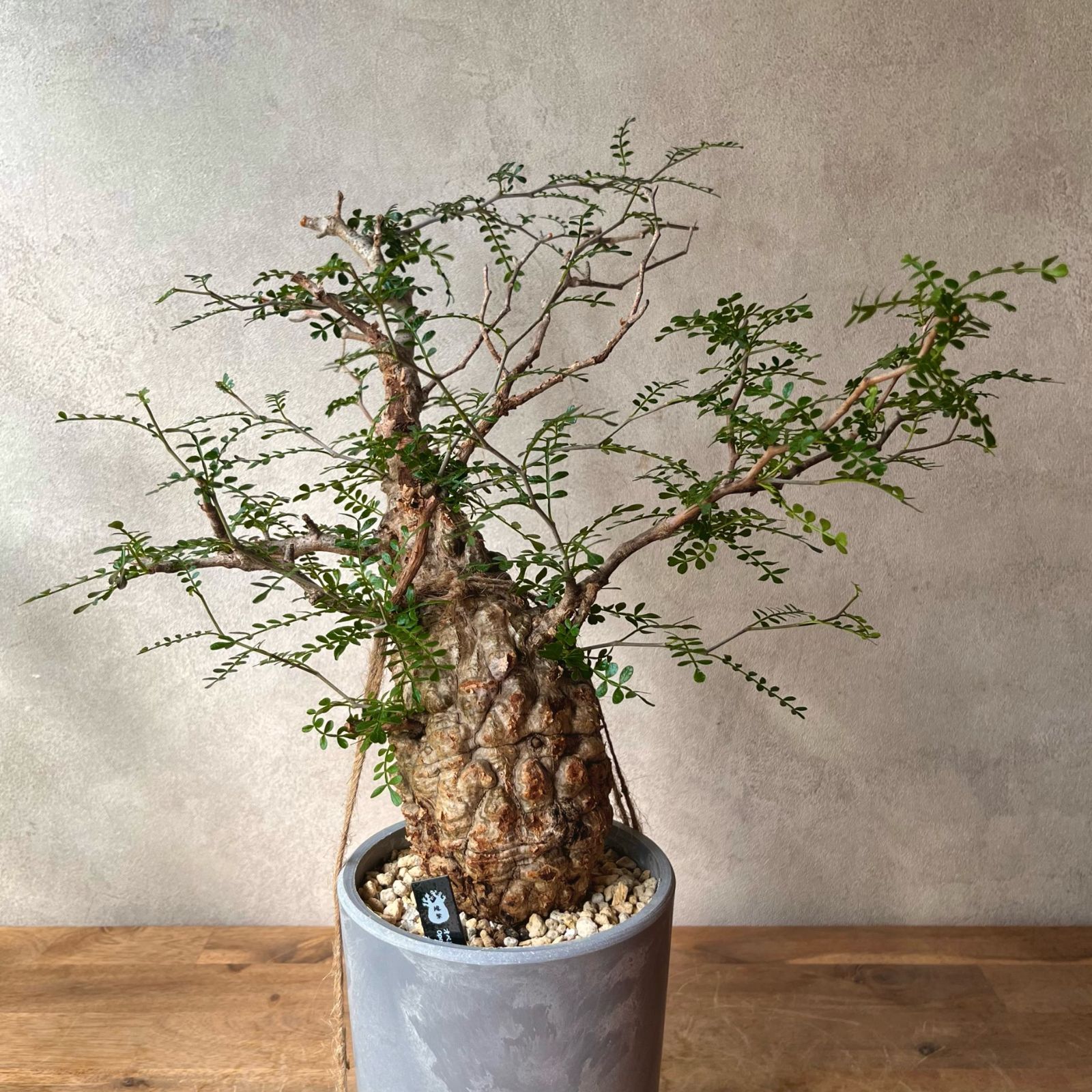 オペルクリカリア　パキプス　発根確認株 オペルクリカリア パキプス 発根確認株 オペルクリカリア パキプス 発