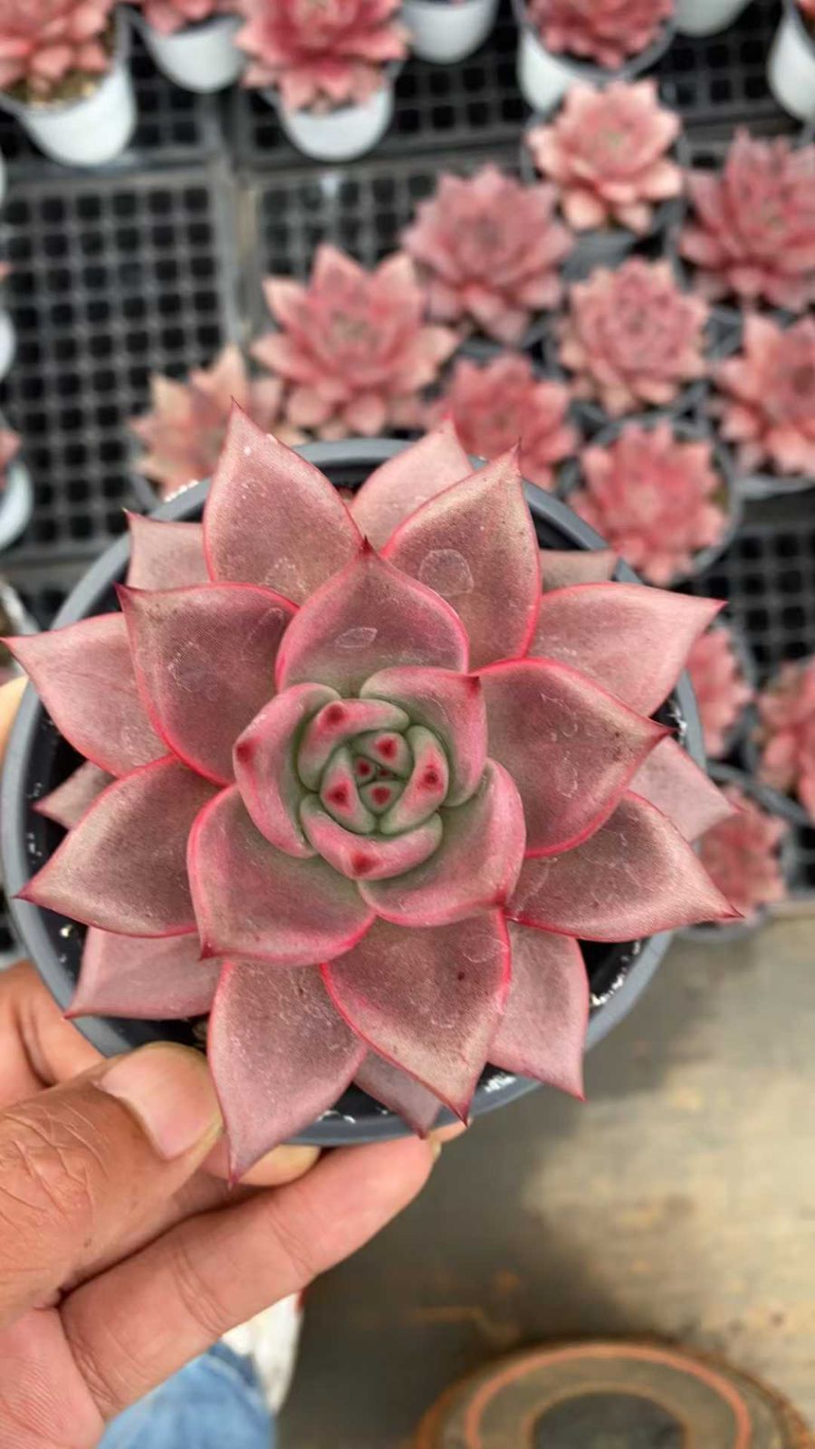 11年目の実生ミラクル兜 特大株 直径約8、5cm 鉢ごとメルカリ便