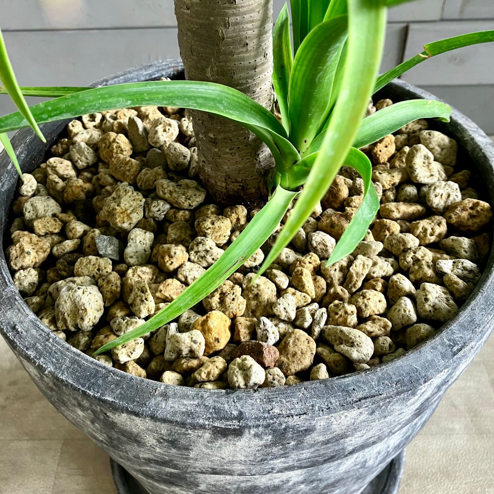 厳選された植物と鉢】ドラセナ カンボジアーナ 10号 テラコッタ性