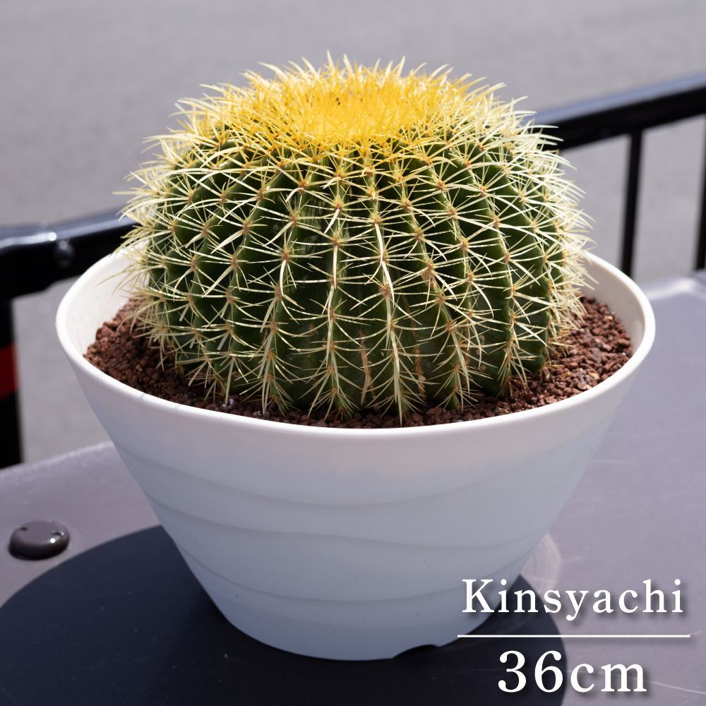 36cm】 金鯱 サボテン 12号 ドライガーデン 金シャチ キンシャチ