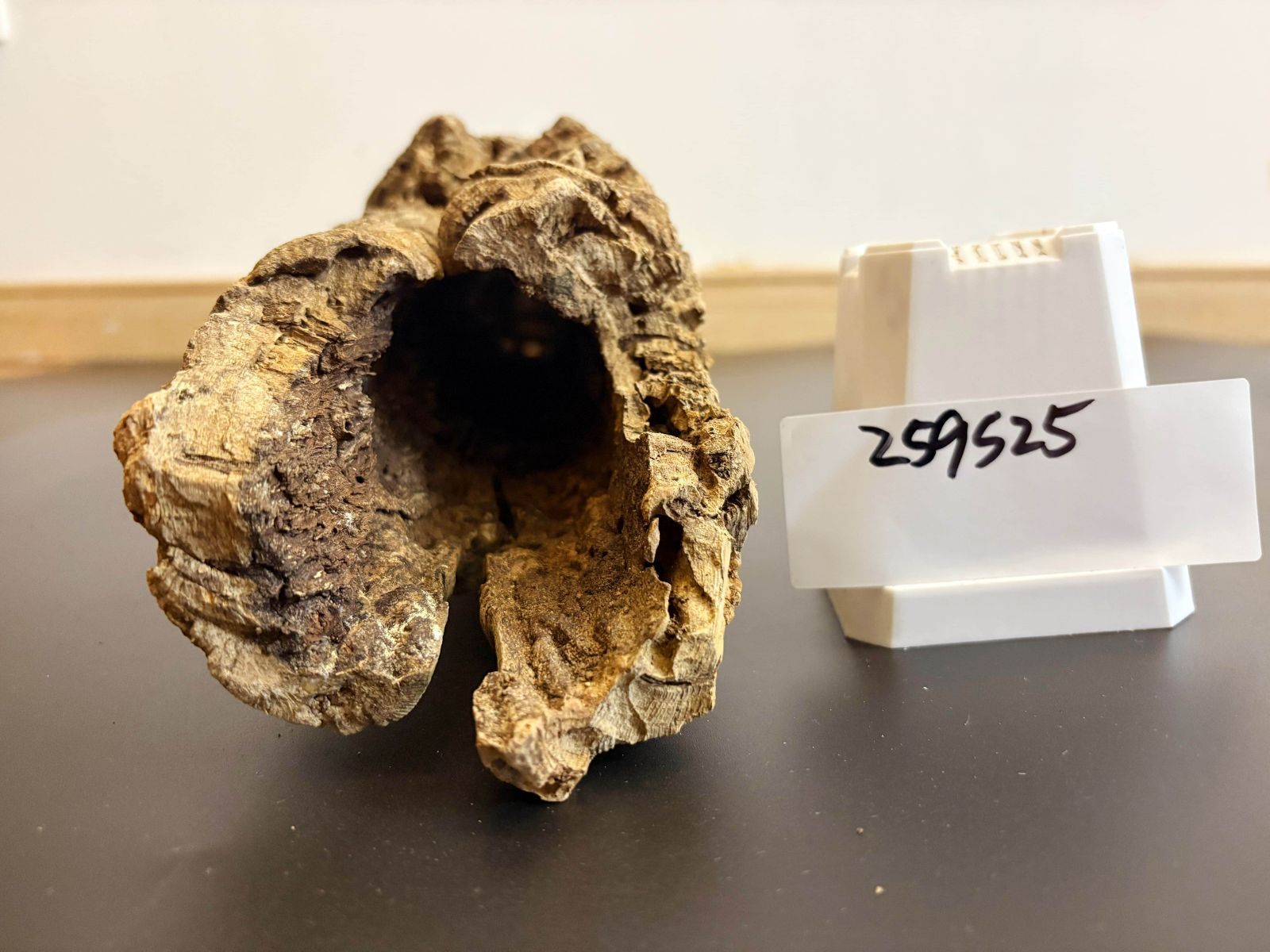 ビカクシダ 着生ラン