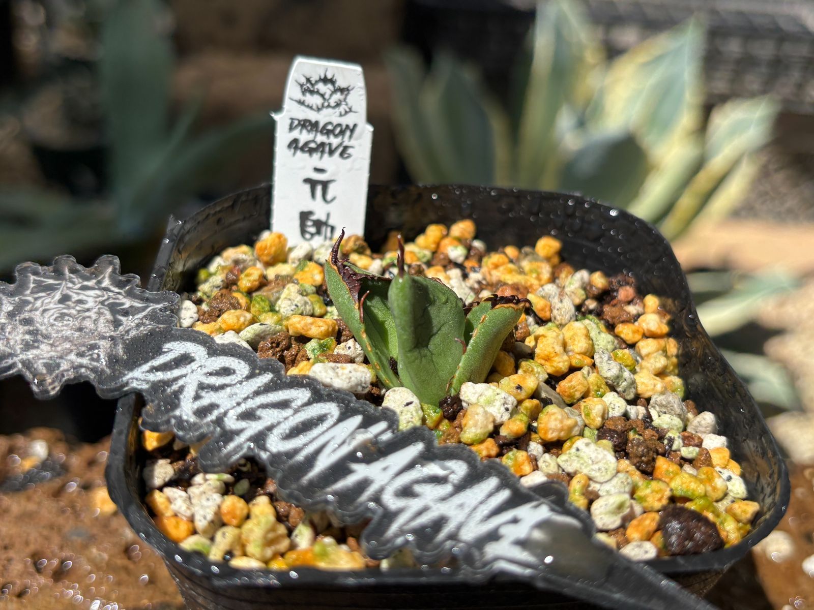 Dragon Agave産》アガベ チタノタ '元帥'｜台湾アガベ、子株1点