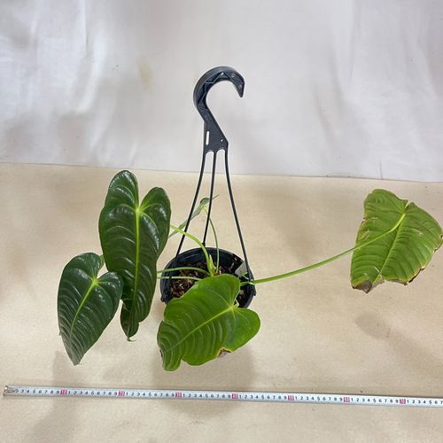 訳あり葉傷みあり希少！ 観葉植物 アンスリウム ベイチー 5号