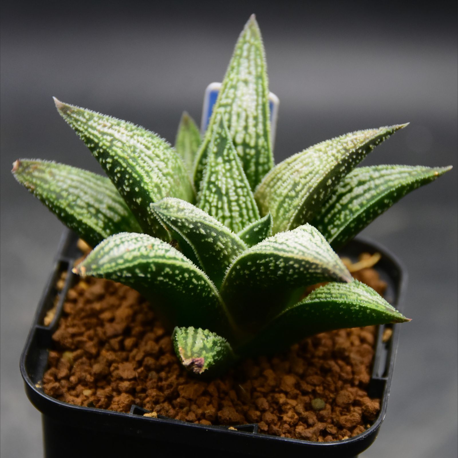 BP』ハオルチア 実生未繁殖 紋寿×夢美人 実生未繁殖 BP』ハオルチア