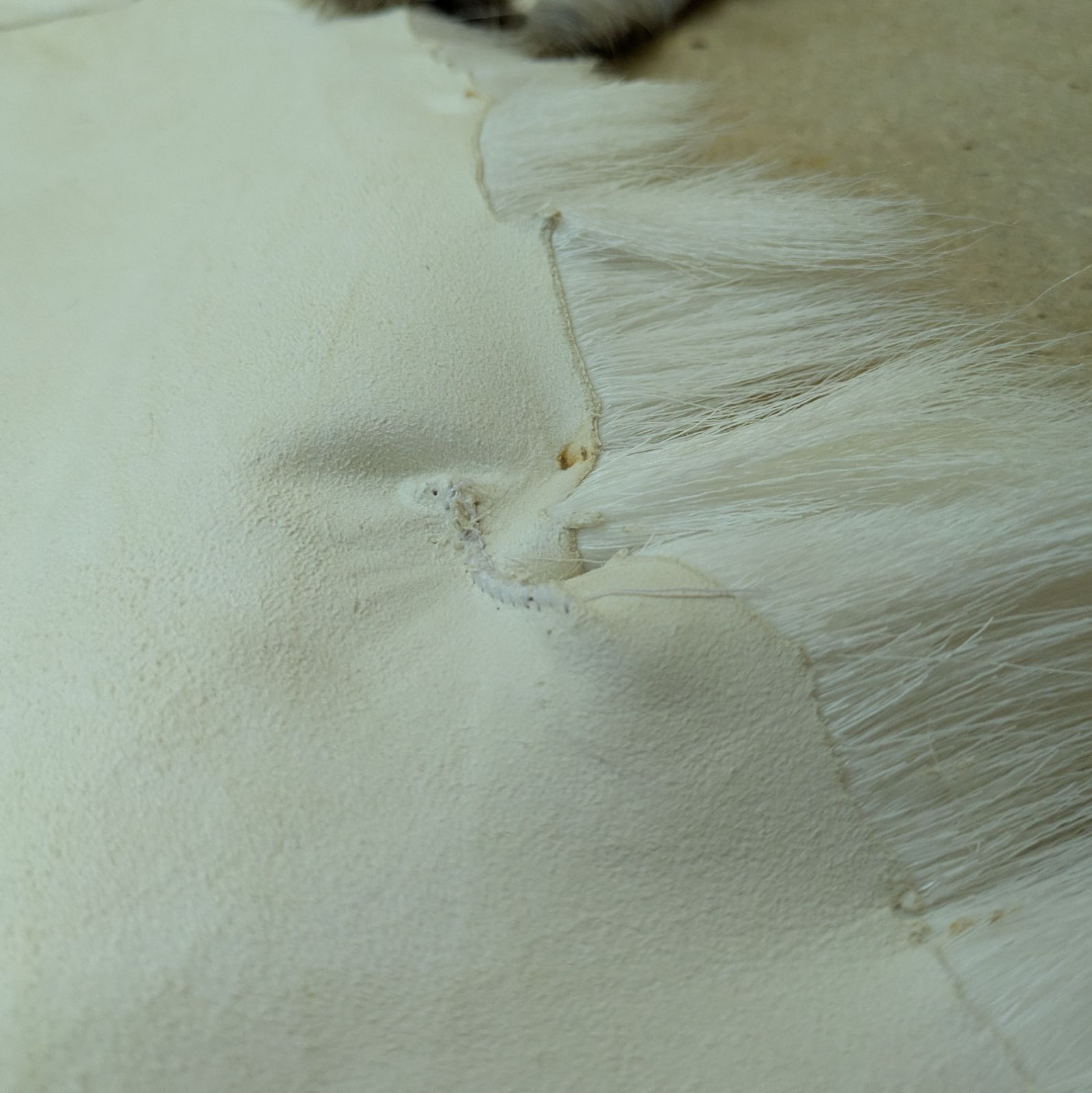 蝦夷鹿 エゾシカ 毛皮敷物 キャンプ ブッシュクラフト 蝦夷鹿 エゾシカ