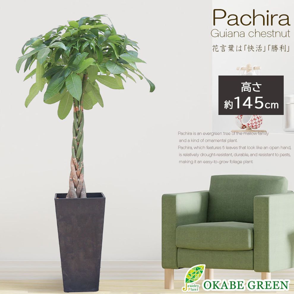 ボスウェリア ネグレクタ 特大 発根済み2年経過 ボスウェリア