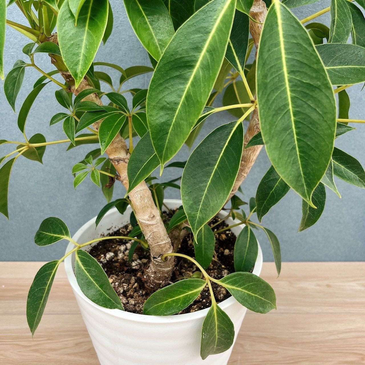 おすすめ♡ ツピダンサス 曲がり 観葉植物 シェフレラ カポック 室内