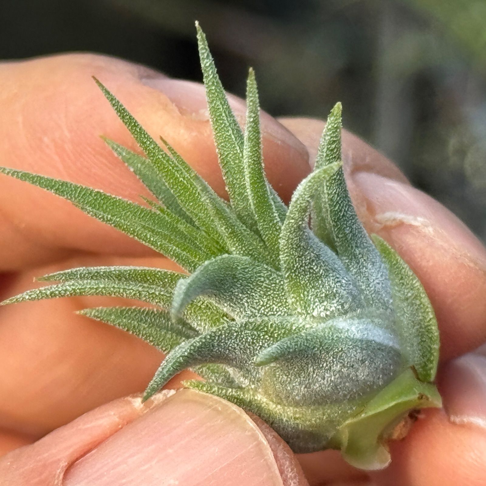 New!＊子株＊ チランジア イオナンタ ファイヤーボール Tillandsia 