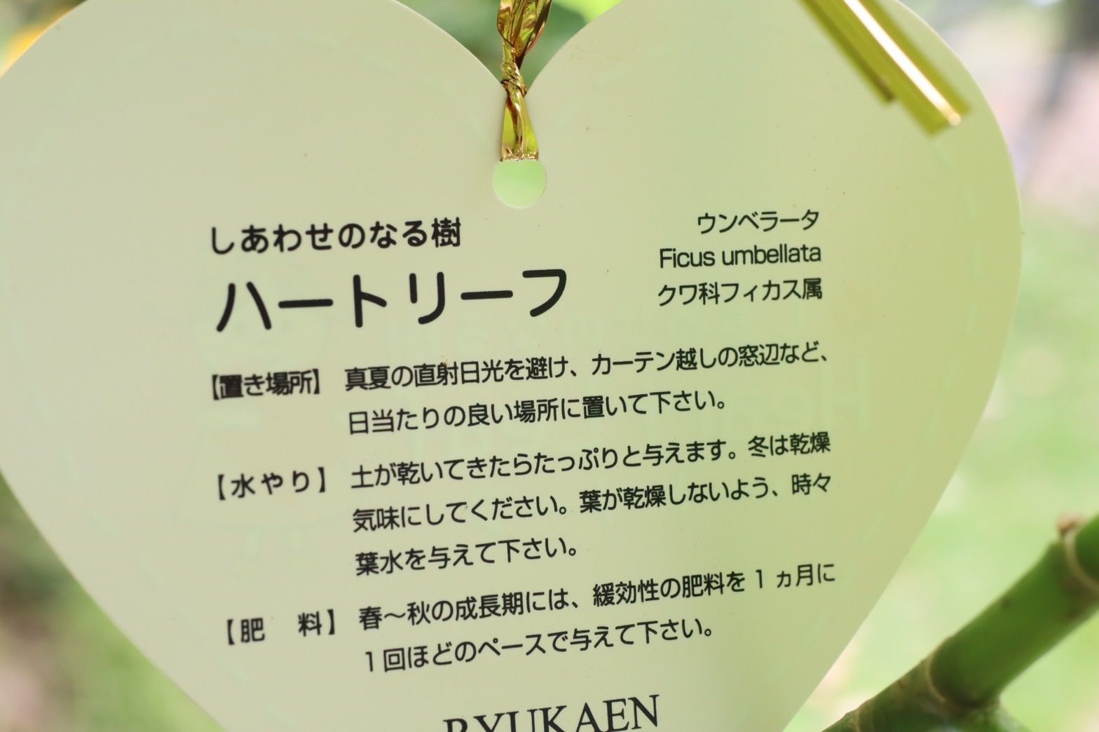 7号鉢＋ホヤ パビフォラ
