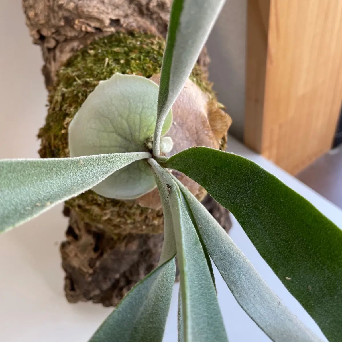 ビカクシダ Veitchii コルク付け P. Veitchii 】ビカクシダ ビーチー