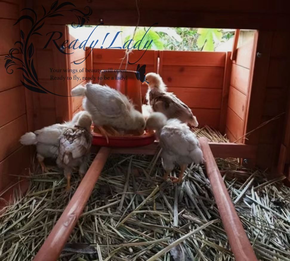 新品推薦◇天然木製ペット別荘☆兎 鳩 ウサギ ニワトリ屋 アヒル 鳥かご あひる小屋 オウム 養殖 飼育 室内外 逃げ出防止 - メルカリ