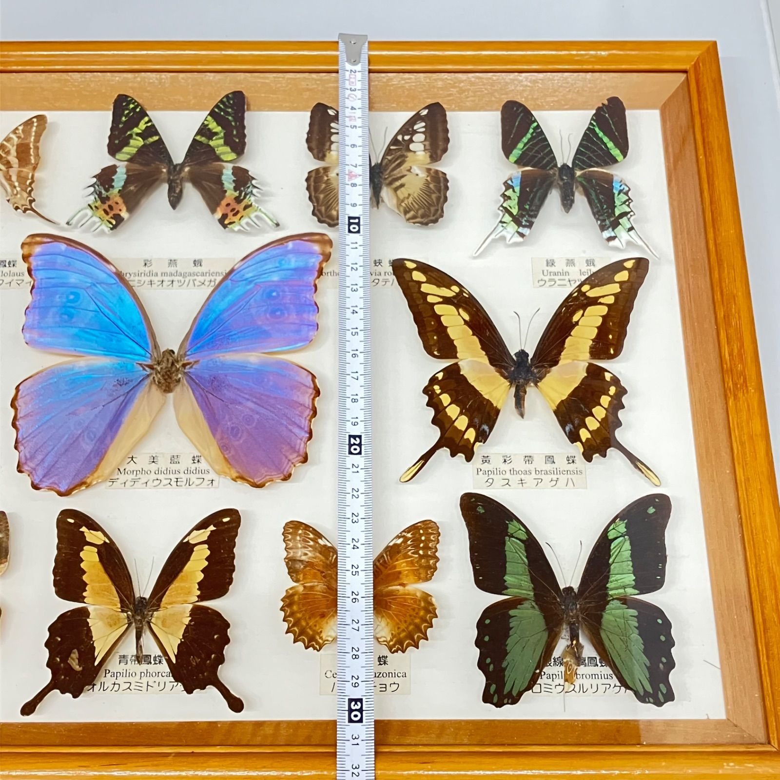 蝶 標本13種
