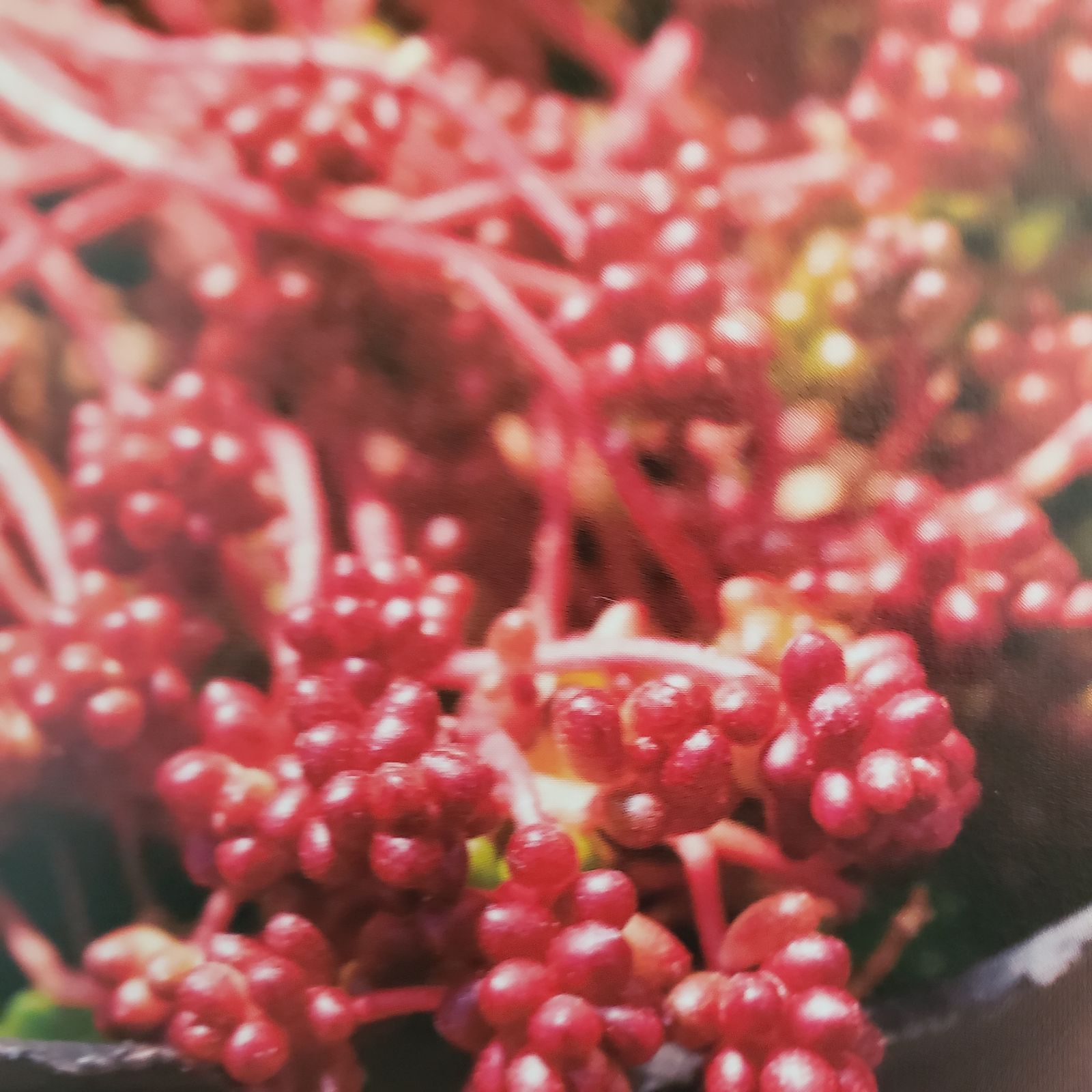 多肉植物 セダム アルブム ファロフォーム 抜き苗 - メルカリ