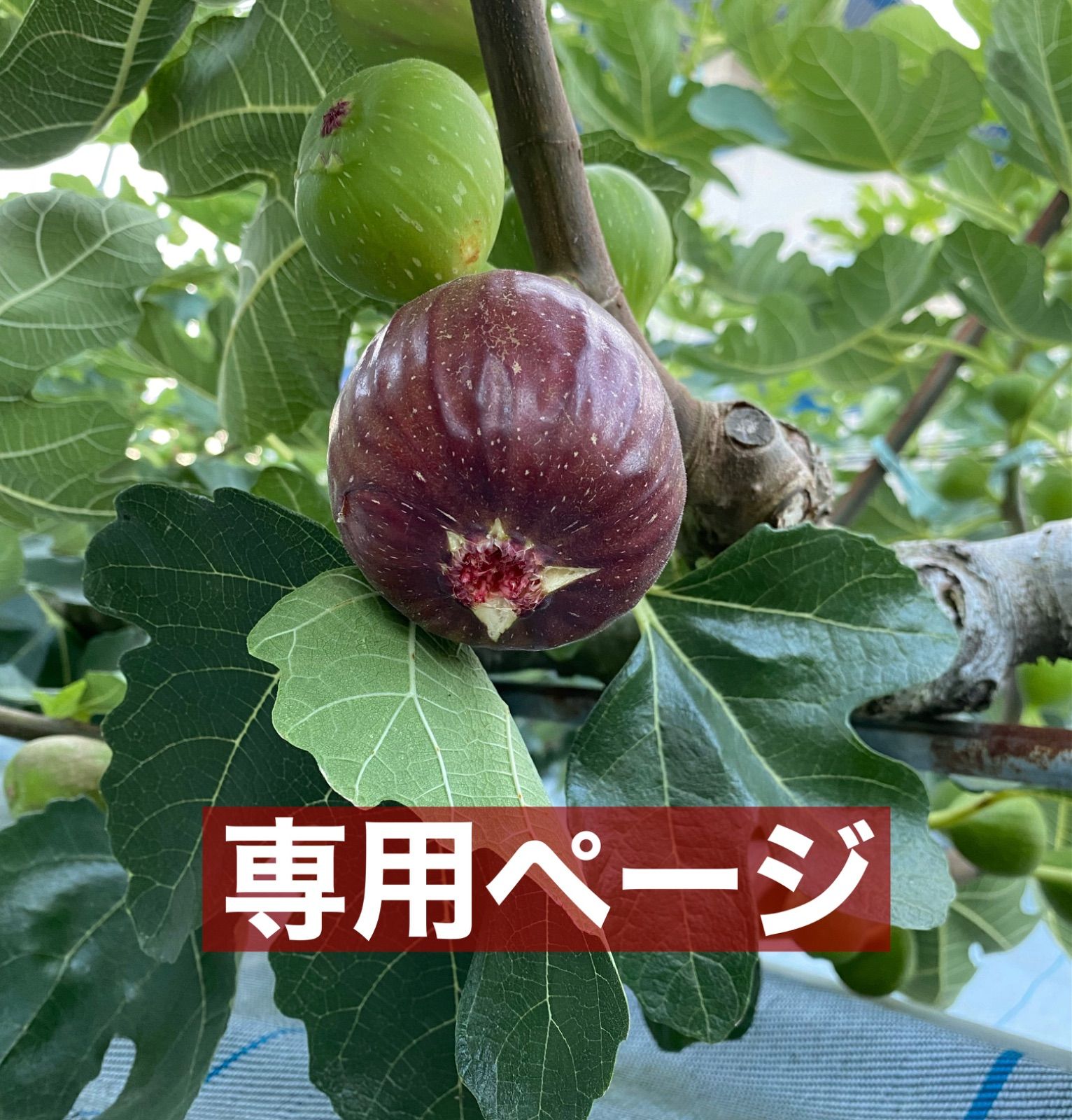 いちじく 穂木 注文ページ - 植物/観葉植物