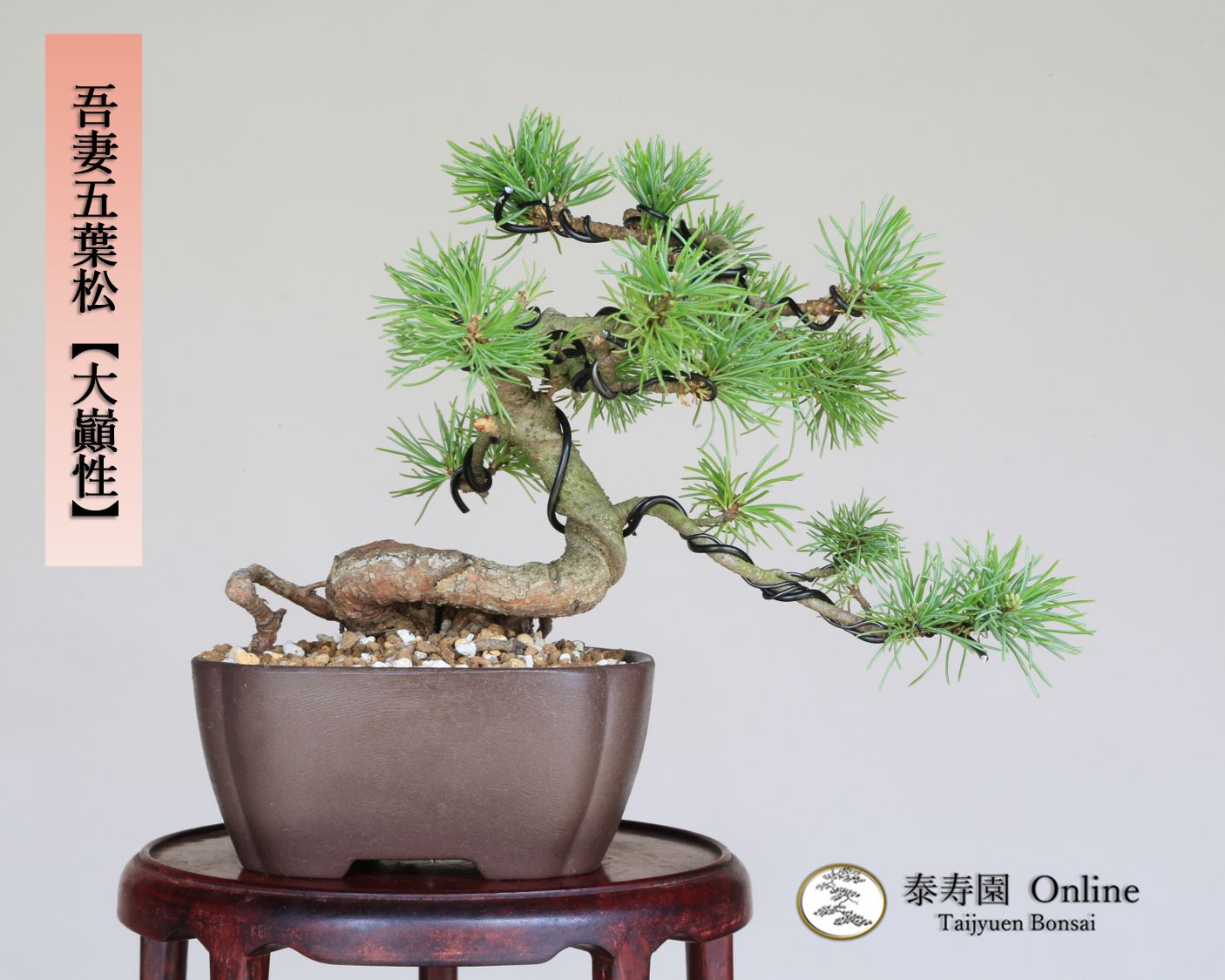 吾妻五葉松 大巓性 ダイテンショウ 実生 根上り 小品盆栽 泰寿園 Online 現品 盆栽 松柏 室内 鑑賞 趣味 卓上盆栽 盆栽鉢 グリーン 和 ギフト プレゼント 贈答品 ミニ盆栽 誕生日 母の日 父の日 敬老の日 記念日 お祝い 34
