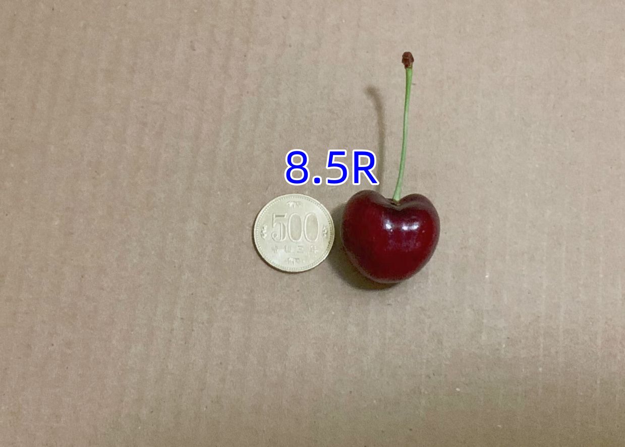 5kg 超大粒カナダ産チェーリ サクランボ 8.5Rさくらんぼ クール便発送 5kg 超大粒カナダ産チェーリ サクランボ 8.5Rさくらんぼ クール
