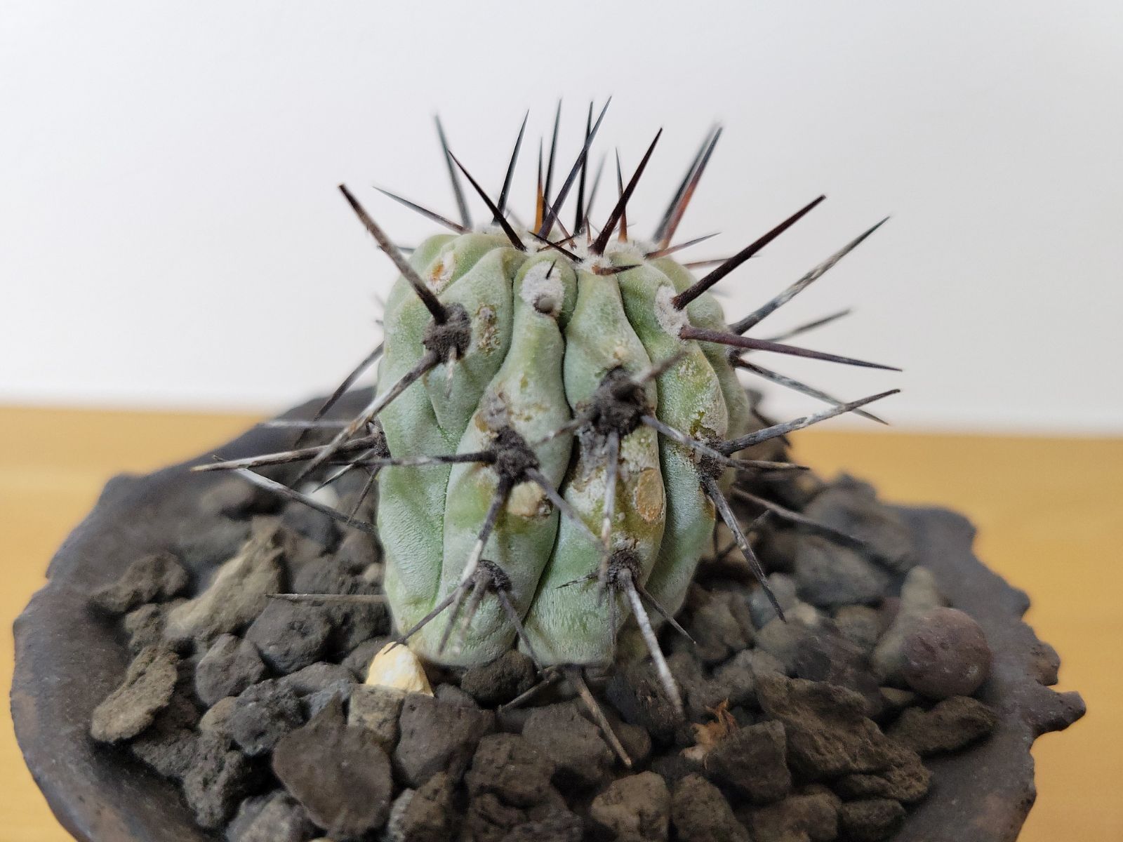 コピアポア シネレア 黒王丸 現地球カキコ 発根済み カタチ製作所 