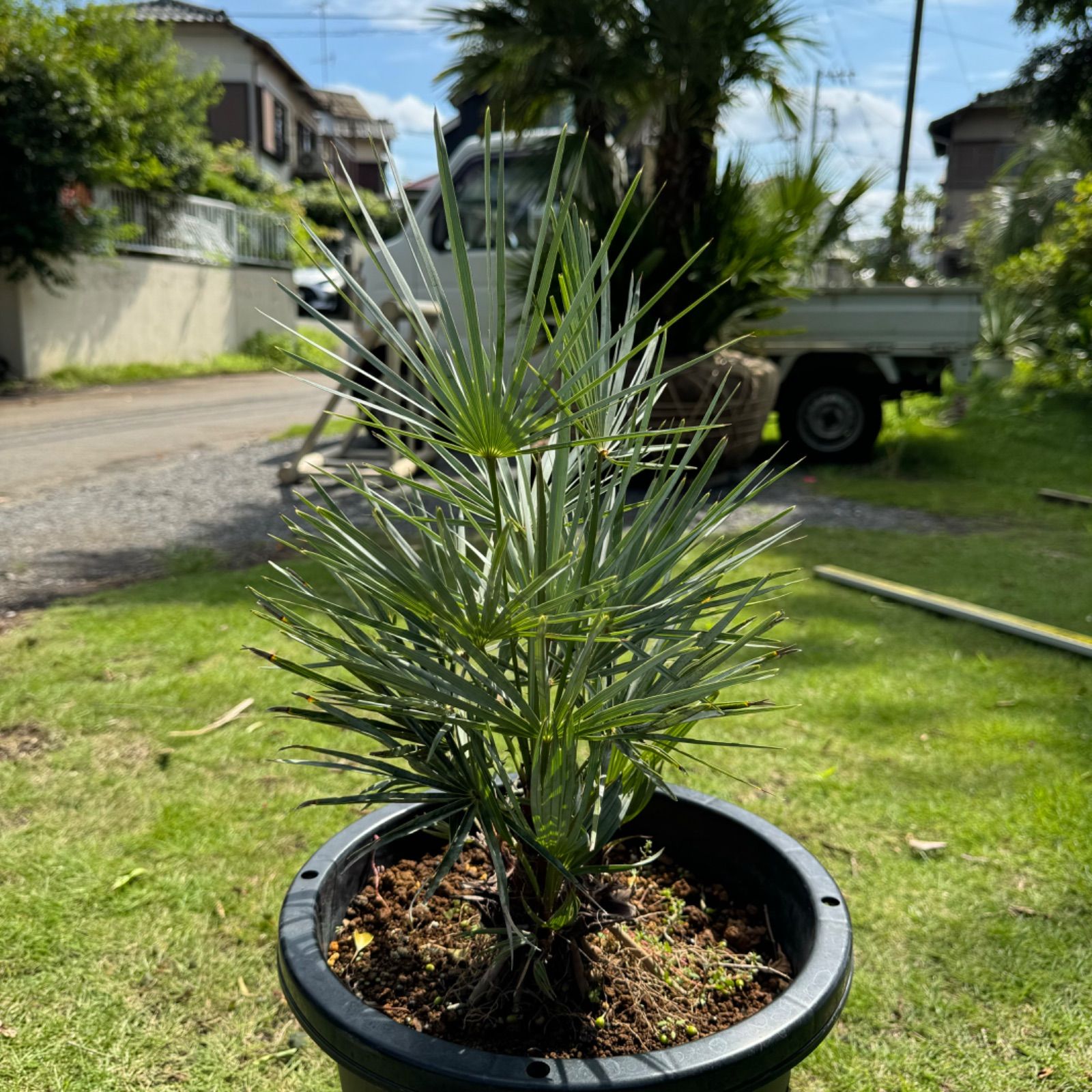 チャメロプス　セリフェラ　多頭　大株 チャメロプス セリフェラ チャメロップス - メルカリ