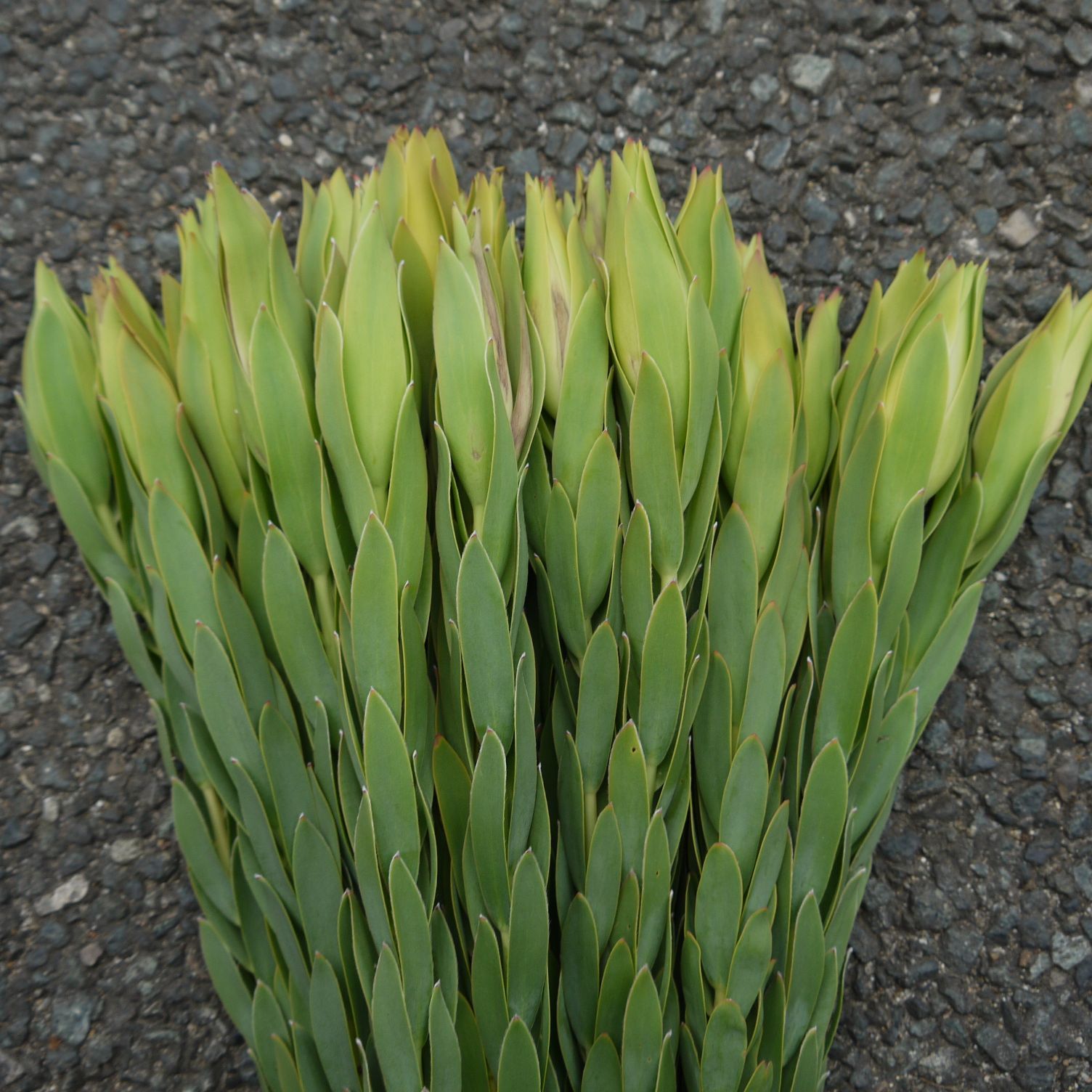 30本 リューカデンドロン アヨバアフリカンスカイ 屋外向き