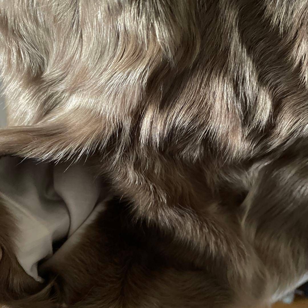 キャメル ロング