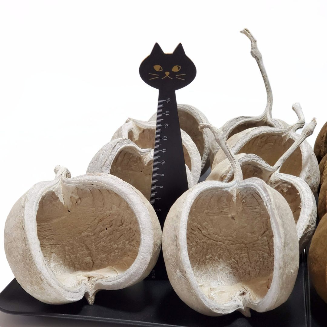 ブッダナッツ 割引有 16個セット L ウォッシュホワイト＆ナチュラル