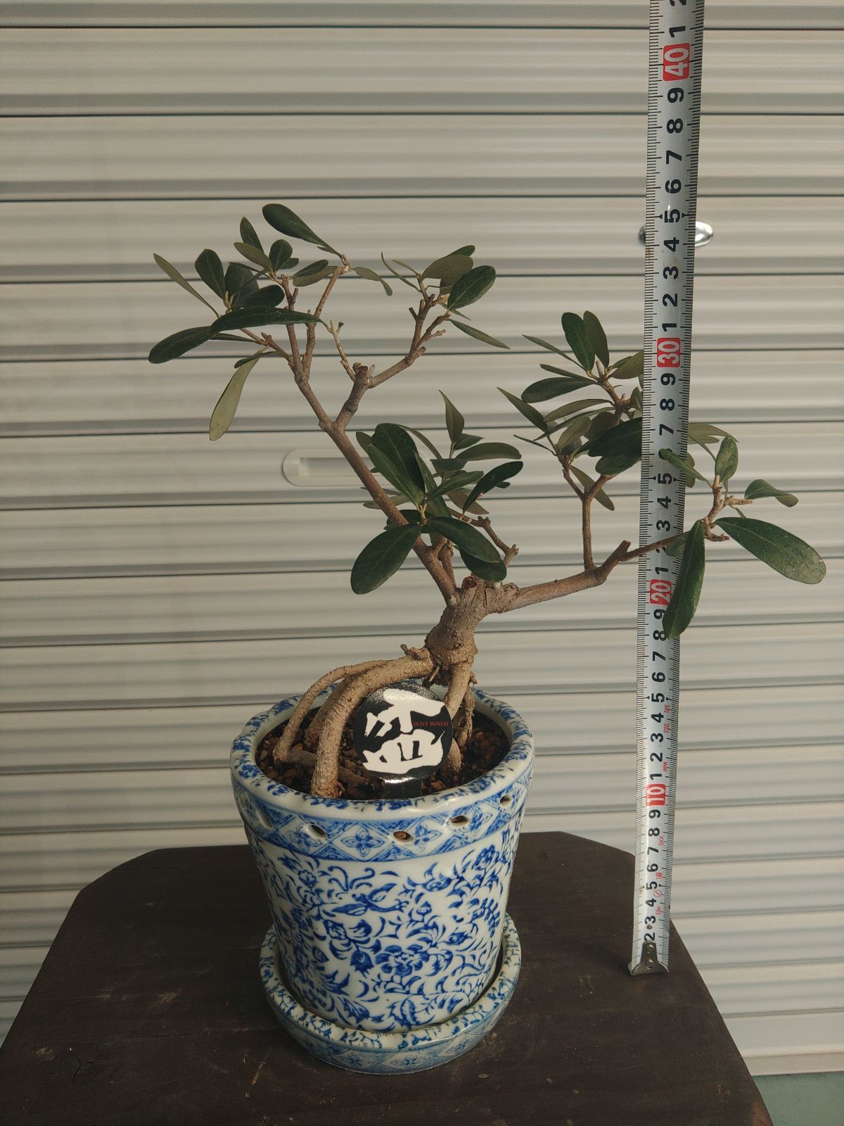 古いオリーブ盆栽 古木オリーブ(盆栽風仕立て)観葉植物