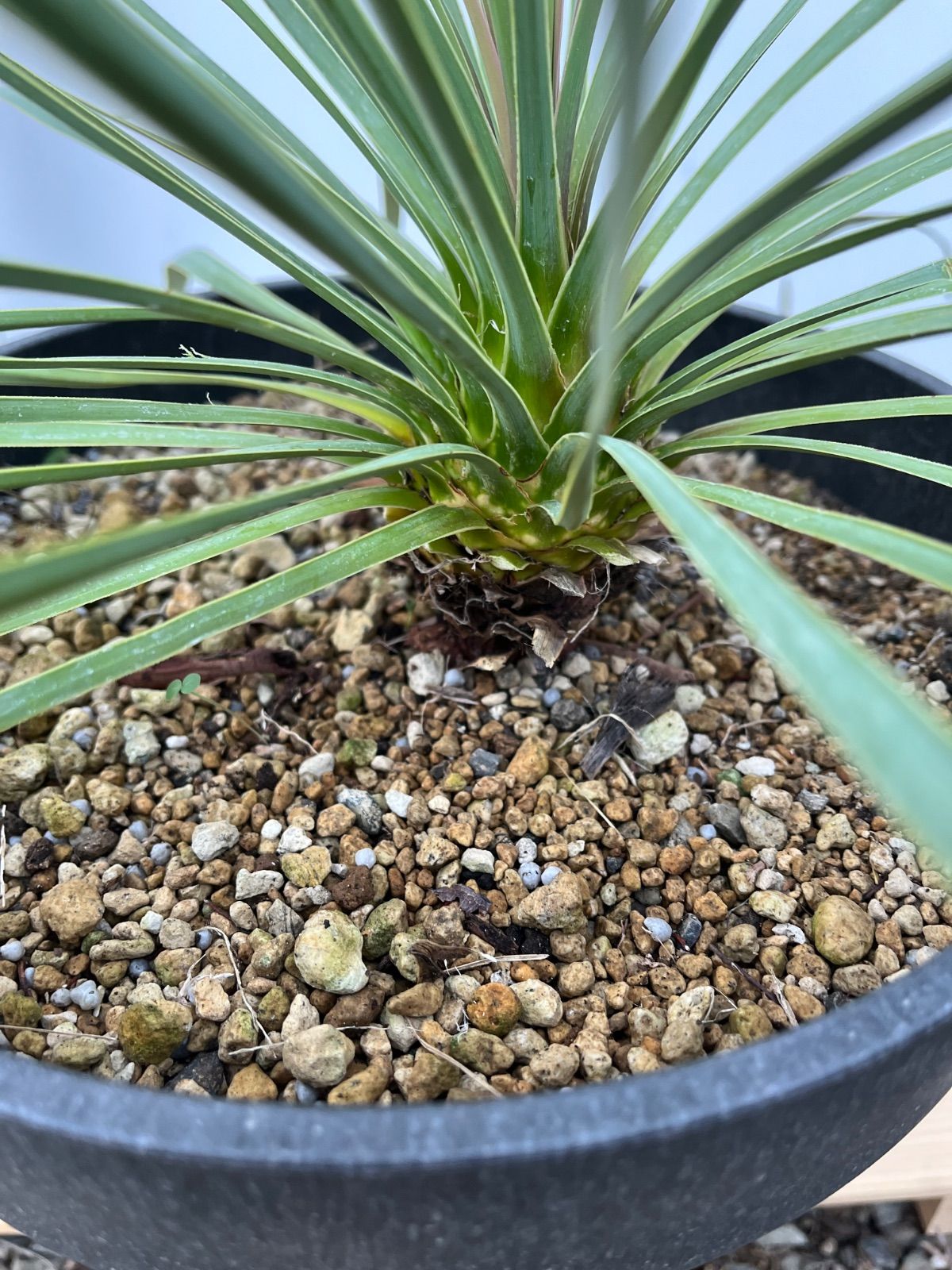 ロストラータ　サファイアスカイズ　８号　実生　観葉植物 現品］48番 ユッカ ロストラータ サファイアスカイズ 8号 観葉