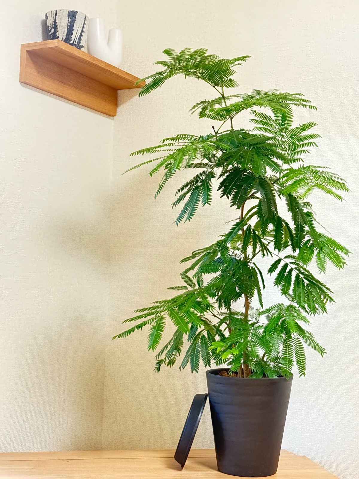 観葉植物 ガジュマル ねじり太幹♪ 7号 【枝太】運気UP ガジュマルの木