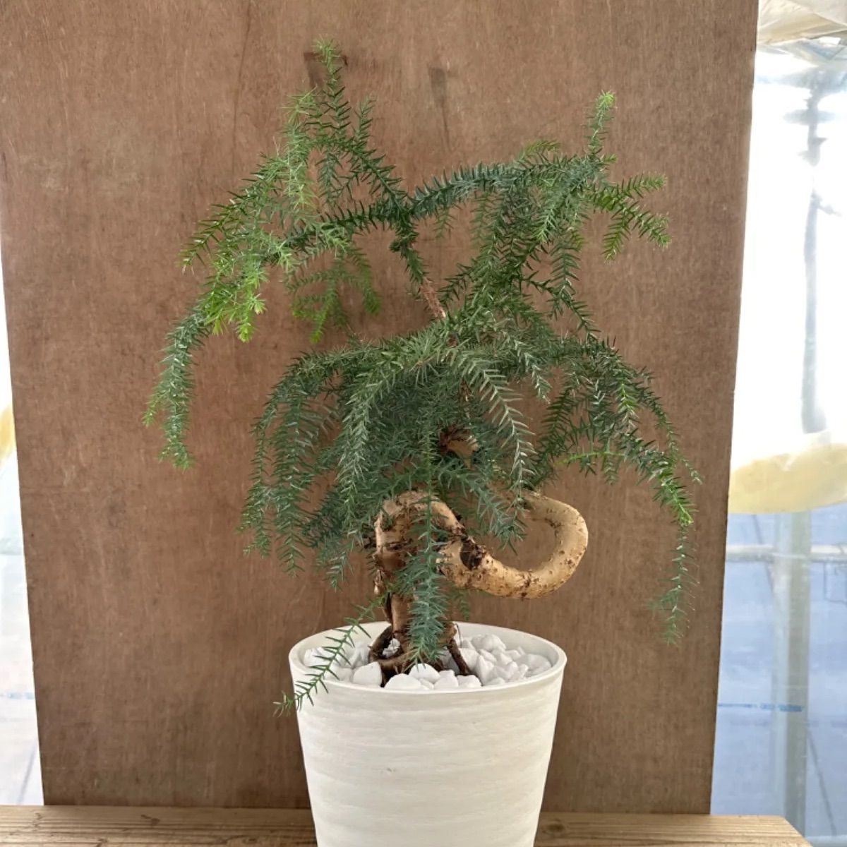 特良！アローカリア シマナンヨウスギ盆栽仕立て 観葉植物 シンボルツリー 観葉植物 黄金昇り竜 シマナンヨウスギ アローカリア 8号鉢 盆栽