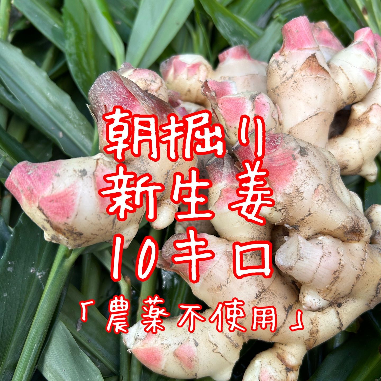 朝掘り土つき新しょうが10kg 新生姜 育成栽培中農薬不使用