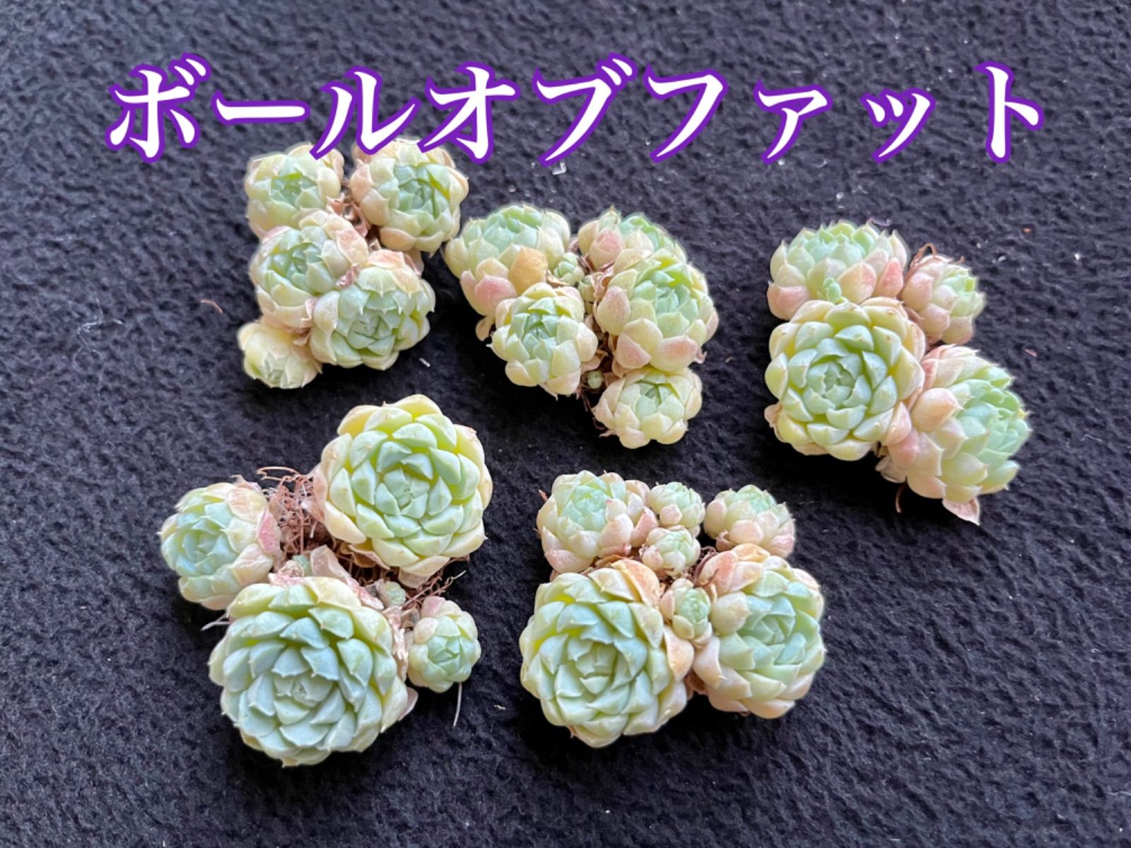 ☆多肉植物 ボールオブファット群生 エケベリア 韓国苗☆ - メルカリ