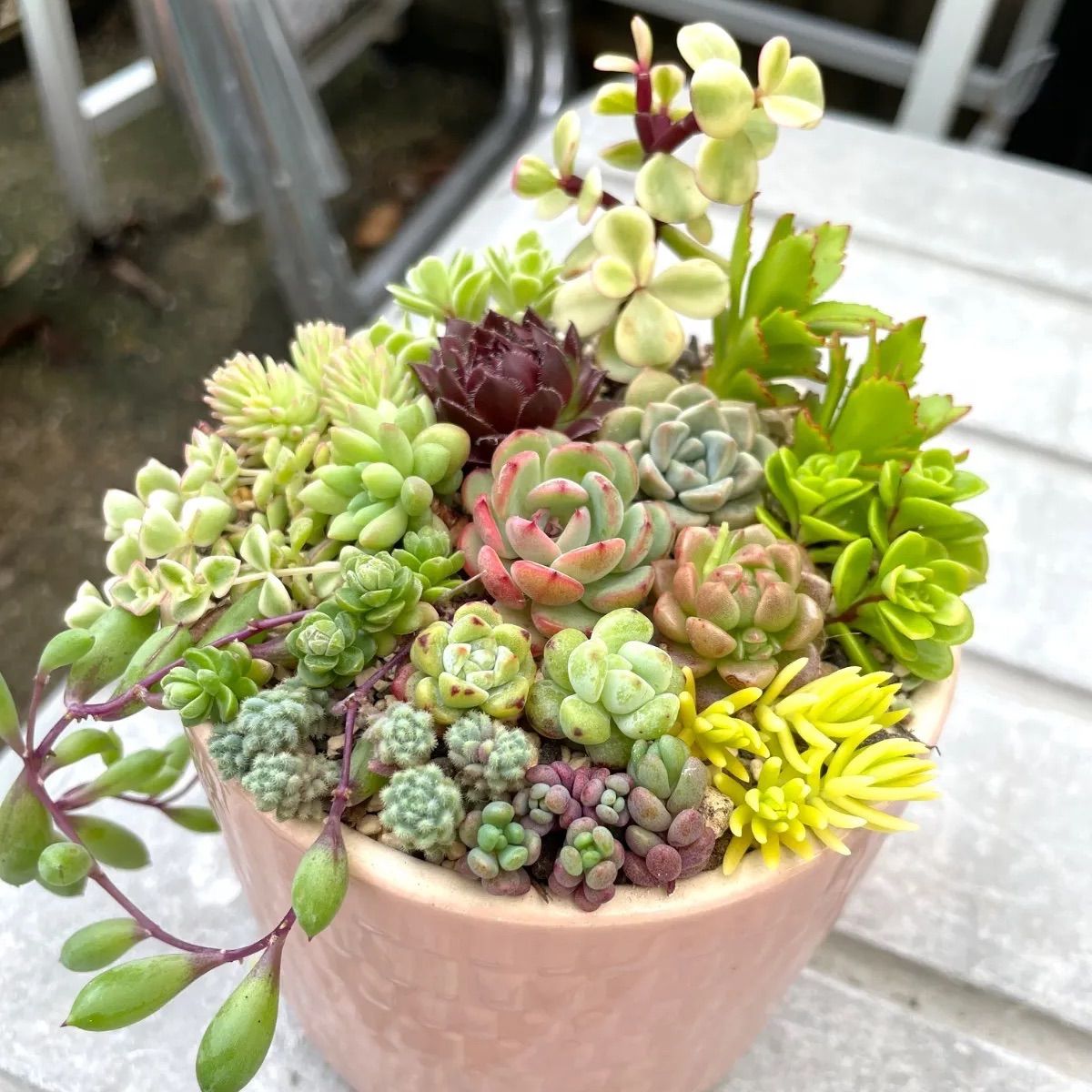 多肉植物 カット苗 詰め合わせ (小苗) 【公式通販】