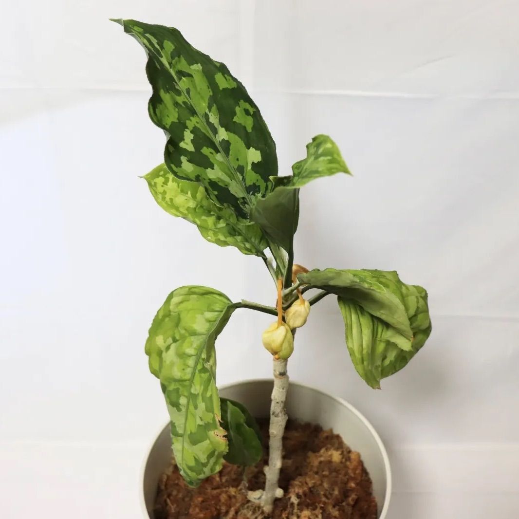 アグラオネマ ピクタム 抜き苗 Aglaonemapictum 抜き苗 アグラオネマ ピクタム - メルカリ