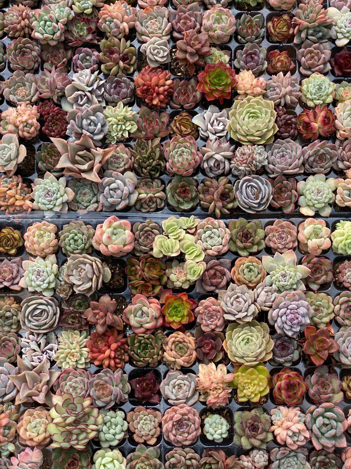 新入荷 多種類セット NT17×105苗 土付き 詰め合わせ 多肉植物 エケベリア 韓国苗 新入荷