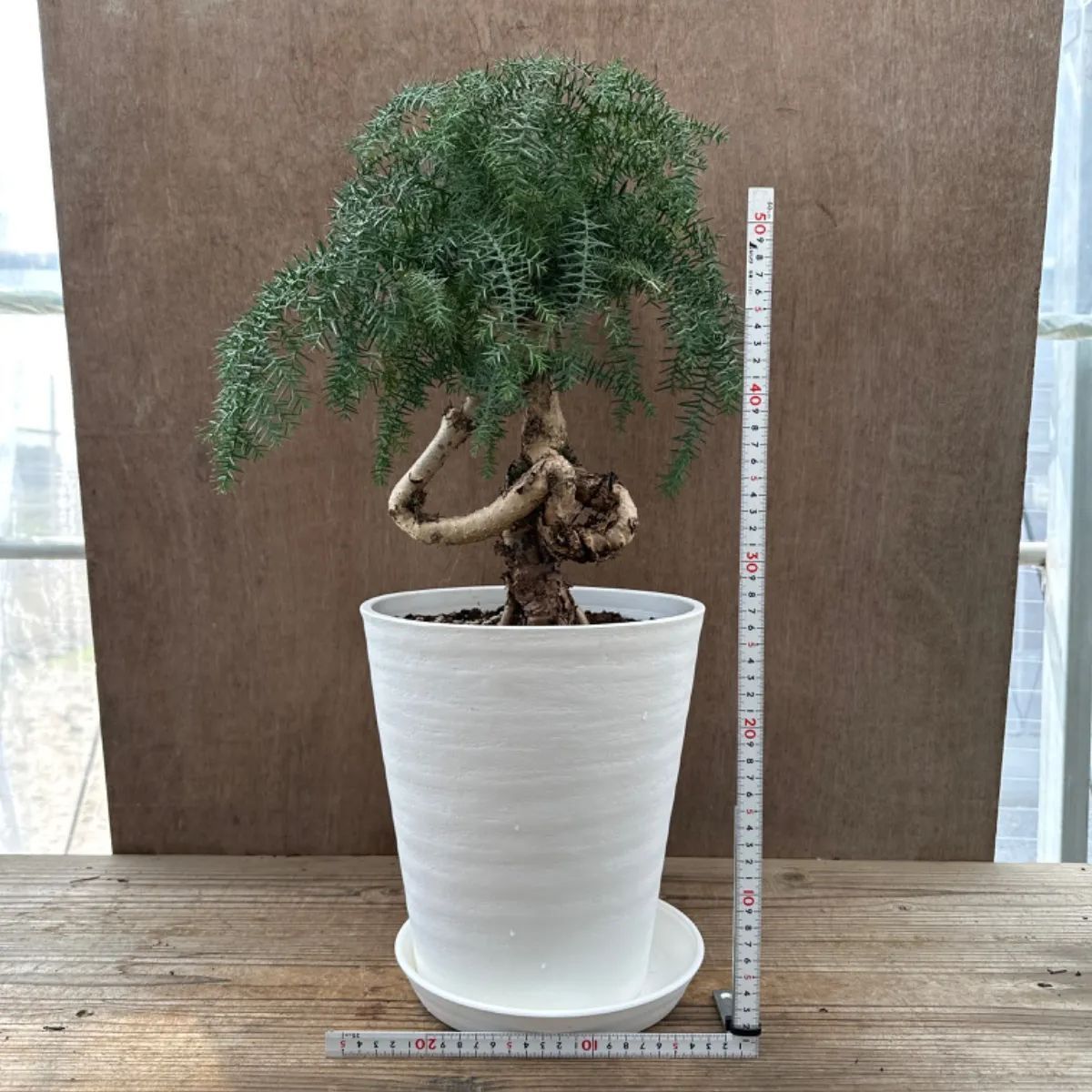 アロカリア① 8号 観葉植物 観葉 植物 黄金昇り竜 シマナンヨウスギ
