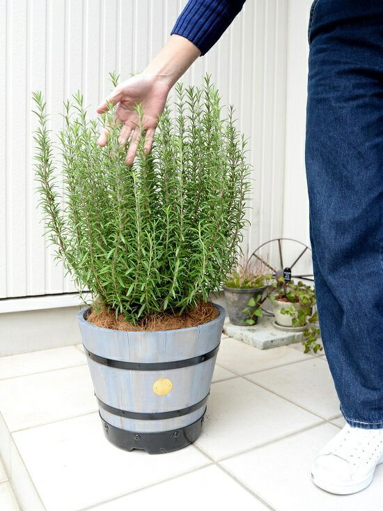 立性 鉢植え