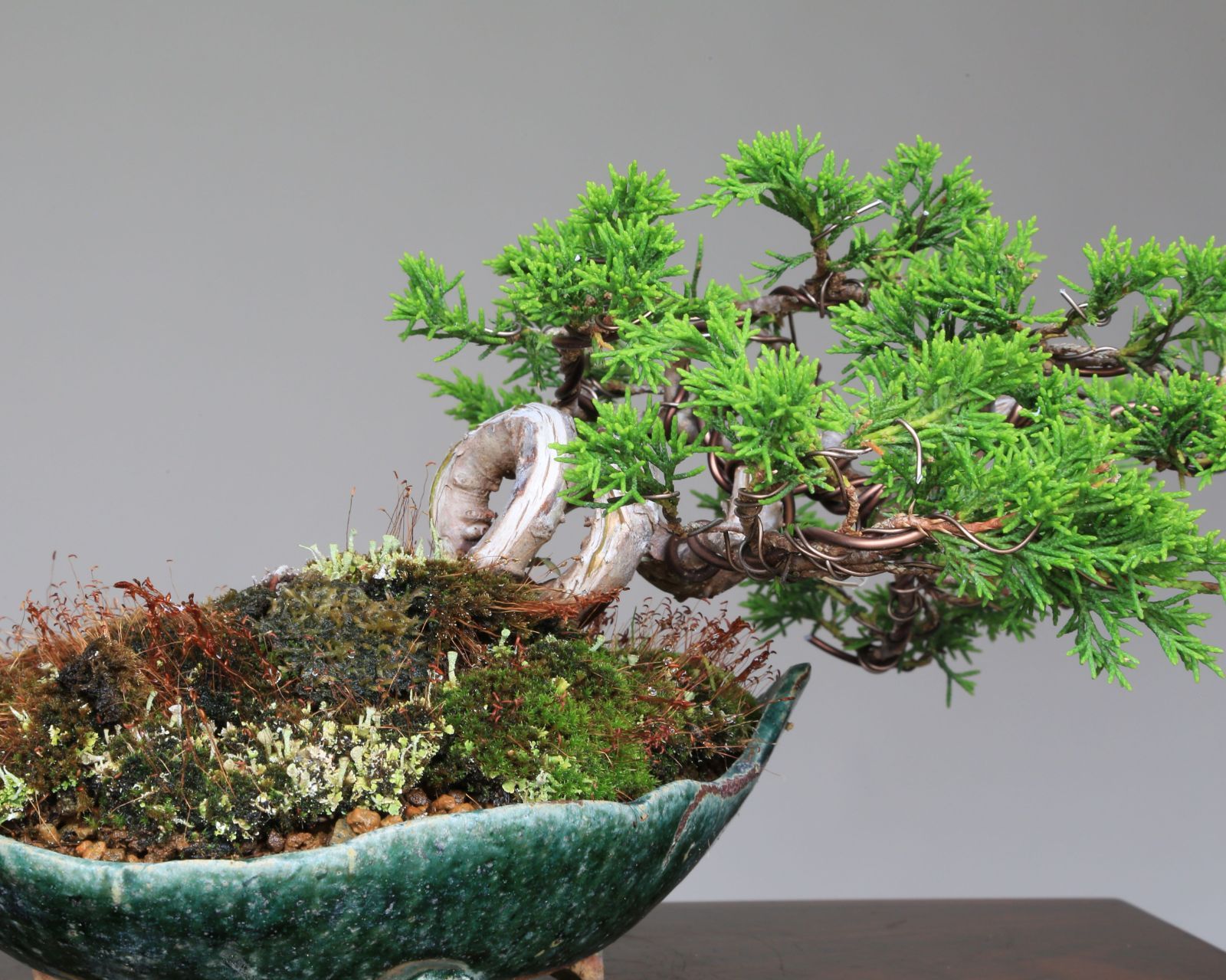 糸魚川真柏寄せ植え