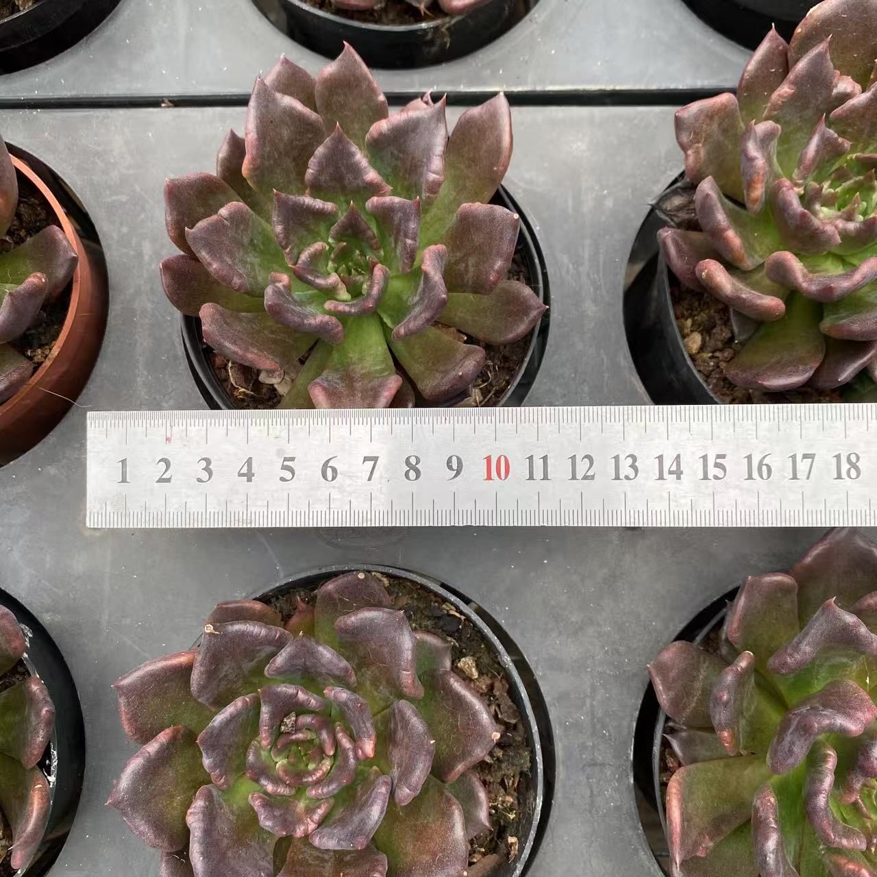 30株の抜き苗セット】ブラックマディバ 多肉植物 佐川急便発送